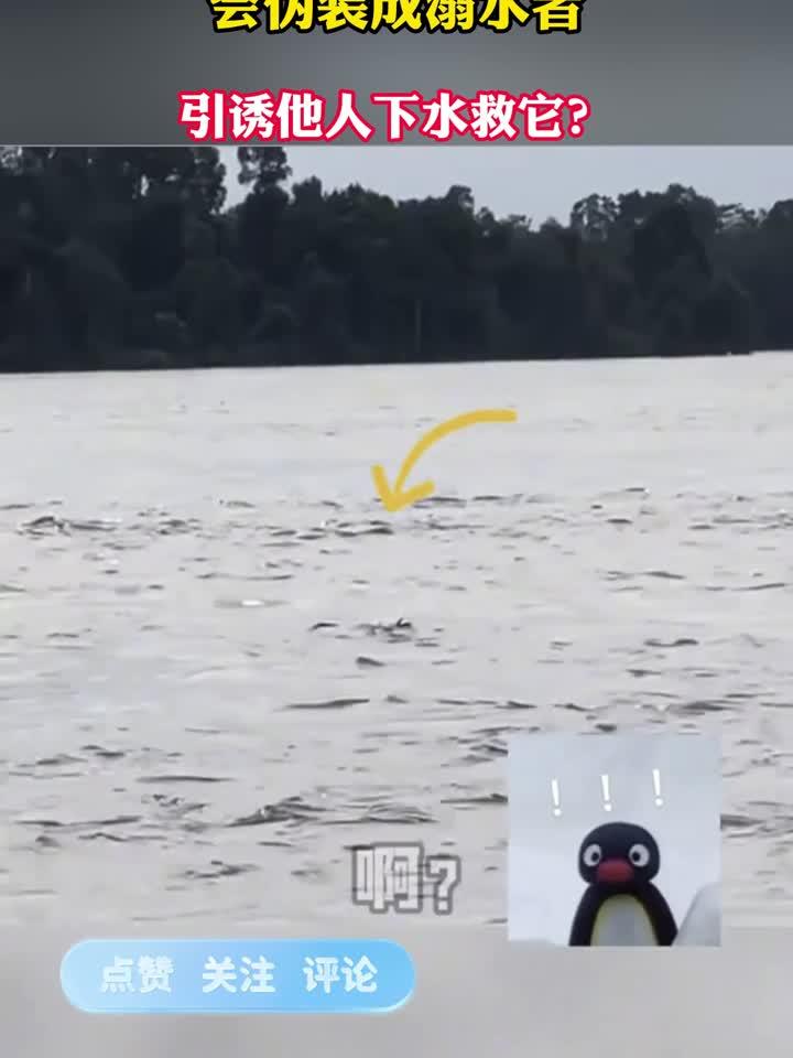 据说鳄鱼会装成溺水者引诱别人下水救它?