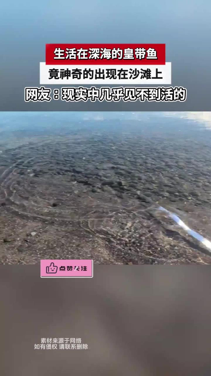 生活在深海的皇带鱼，竟神奇的出现在沙滩上