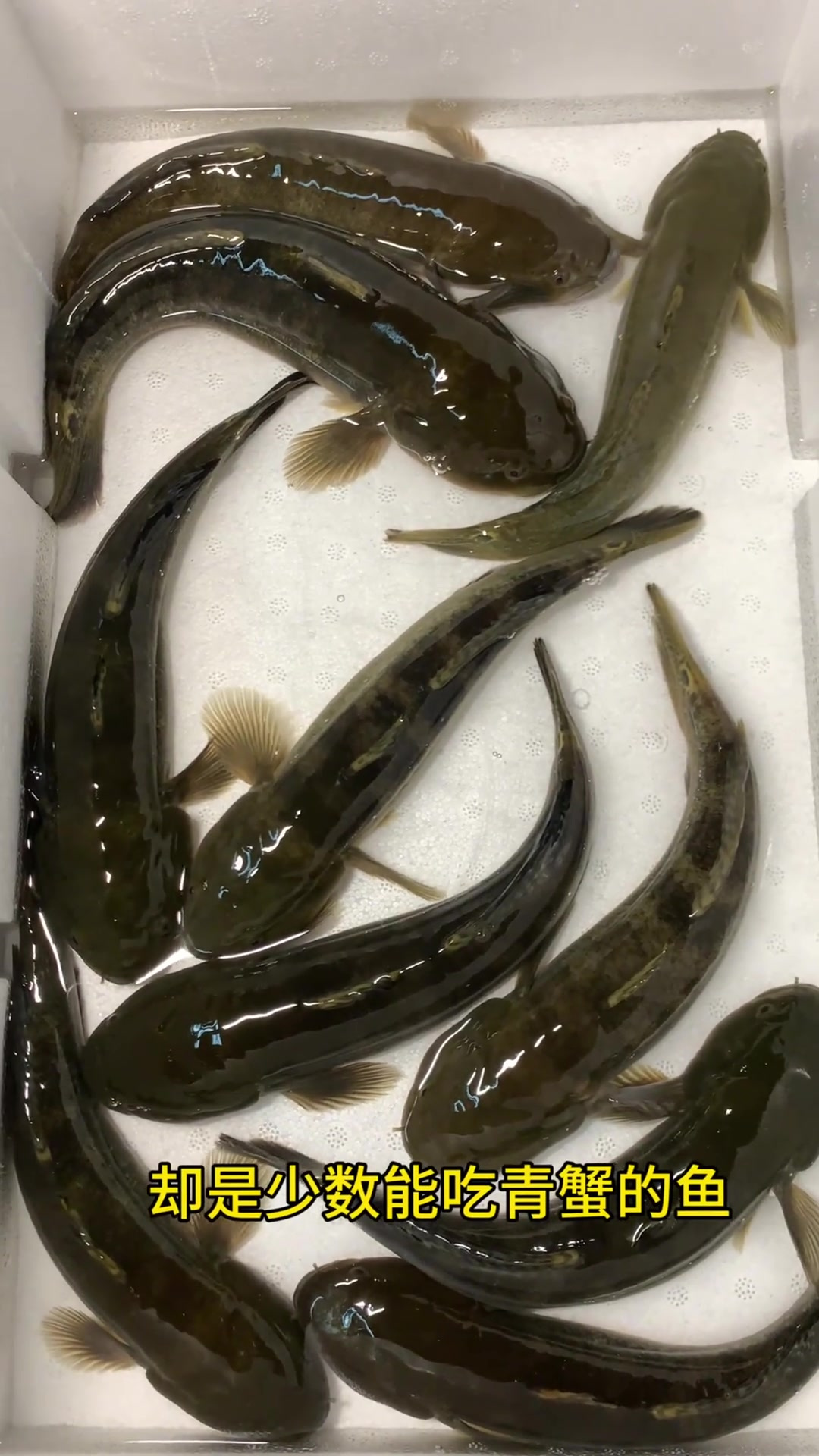 能吃青蟹的鱼