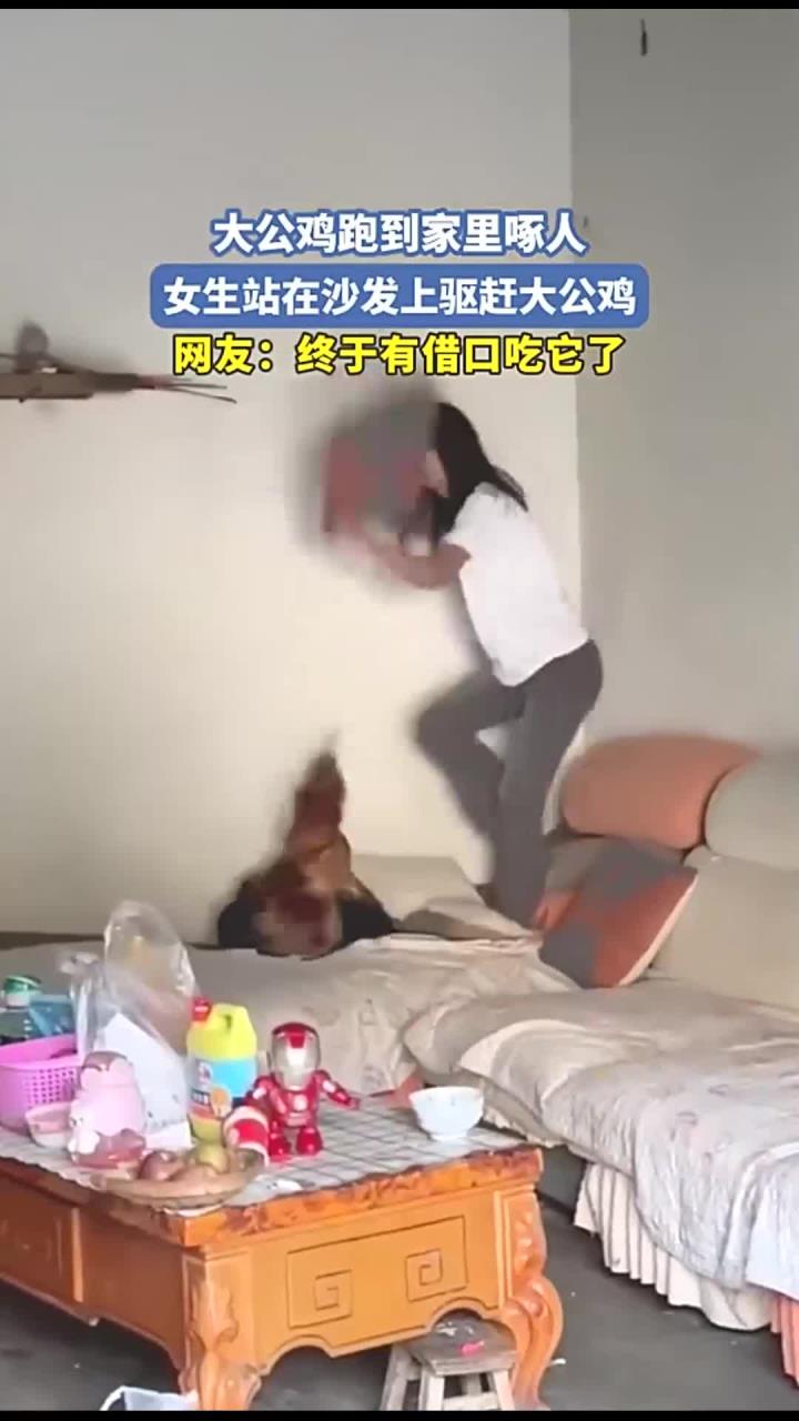 大公鸡跑到家里啄人,女生站在沙发上驱赶大公鸡,网友:终于有借