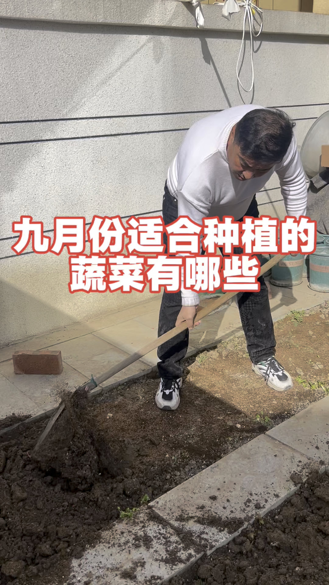 九月份可以种植的蔬菜有哪些