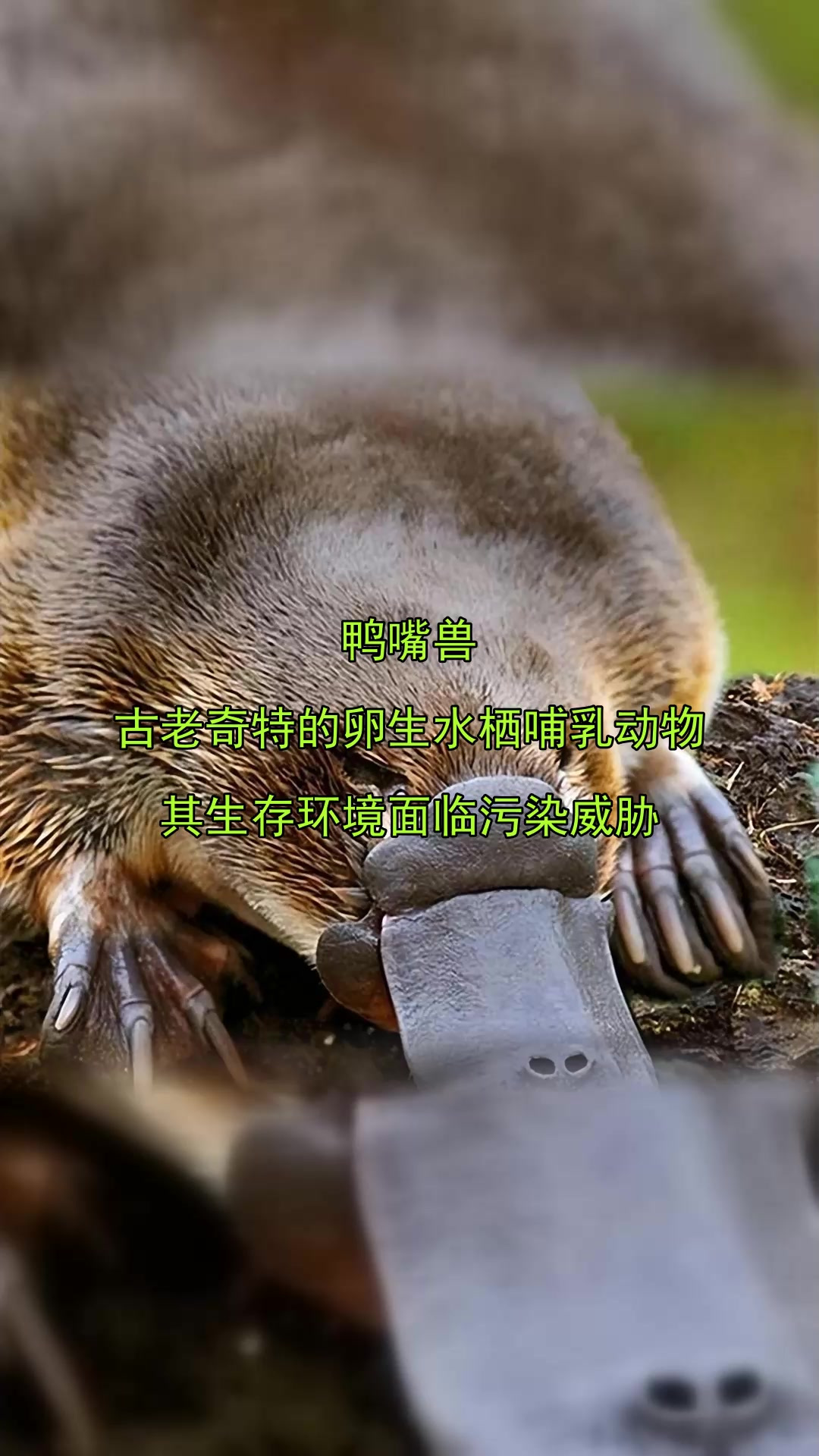 鸭嘴兽,古老奇特的卵生水栖哺乳动物,其生存环境面临污染威胁