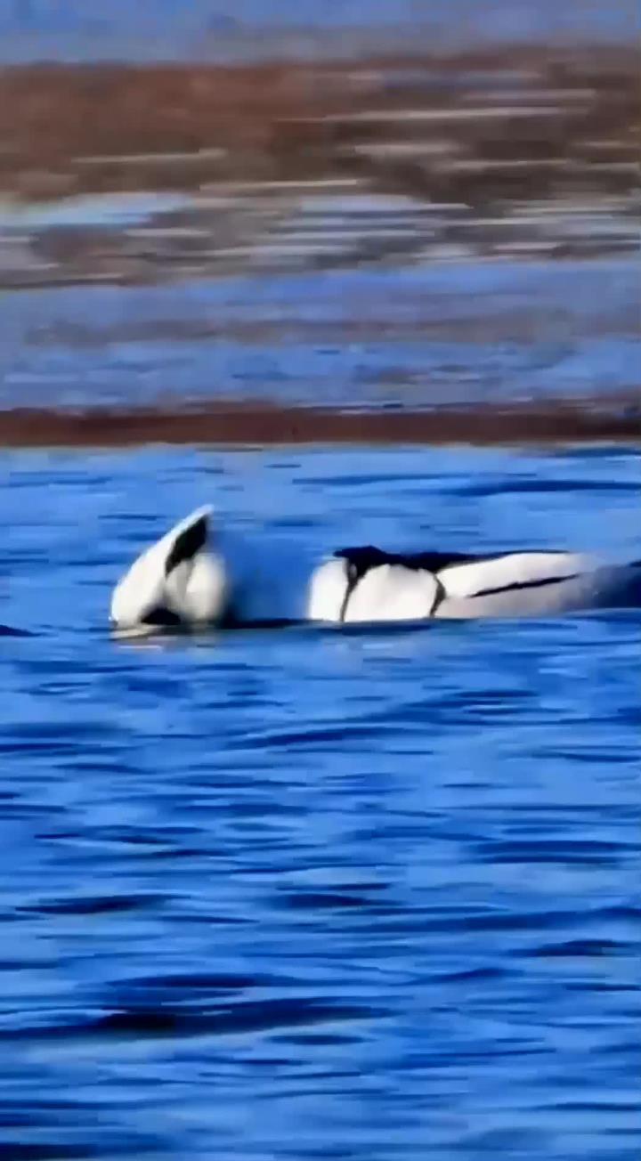 熊猫鸭在泥水中寻找美味泥鳅_1