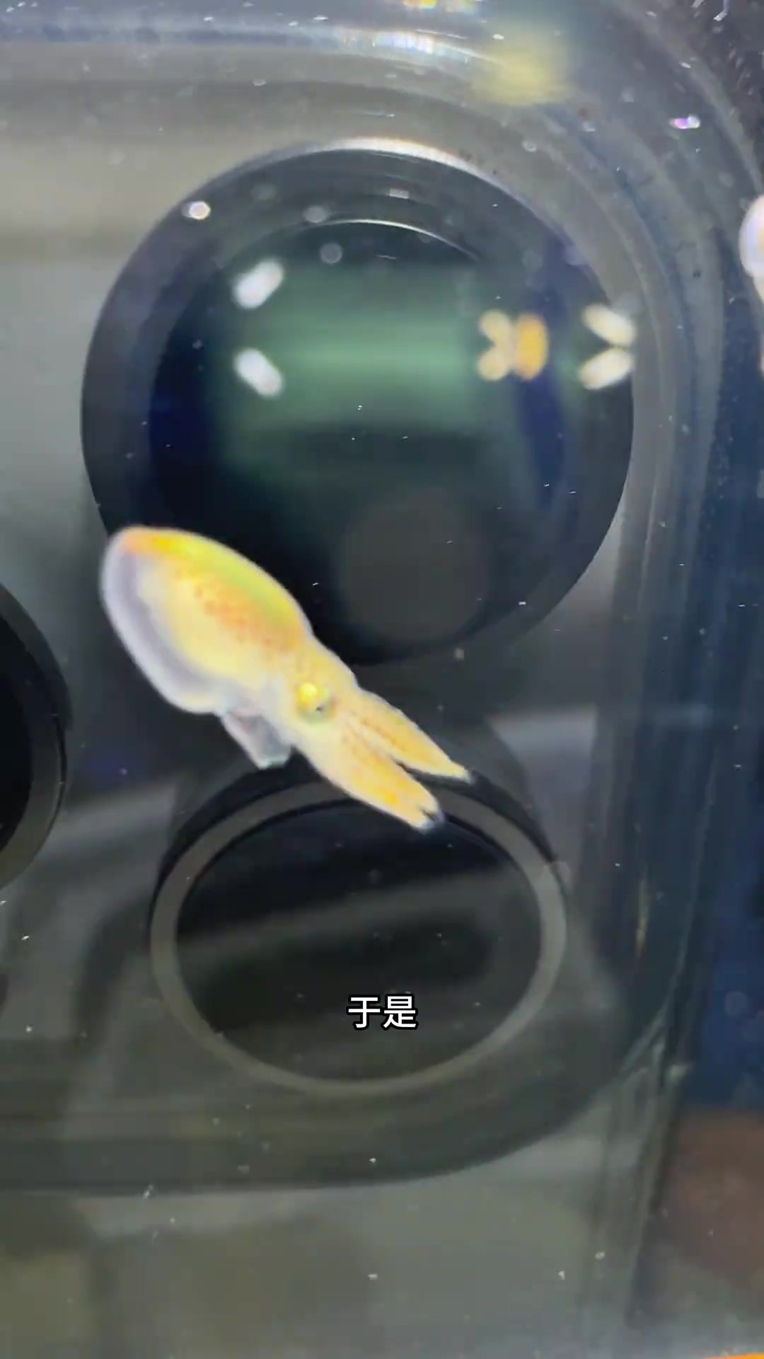 小蓝环章鱼有毒吗?