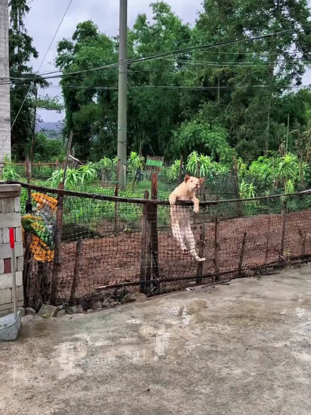 今天做一个花生莲藕猪蹄汤招待娘家毛腿亲戚