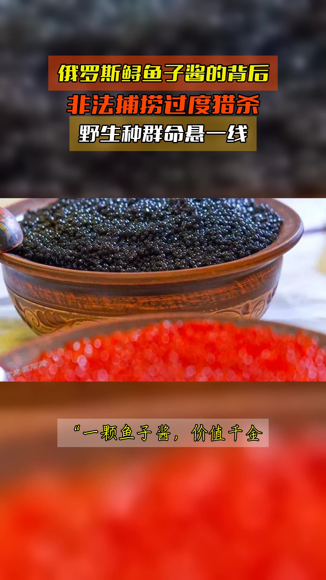 俄罗斯鲟鱼子酱的背后,非法捕捞过度猎杀,野生种群命悬一线