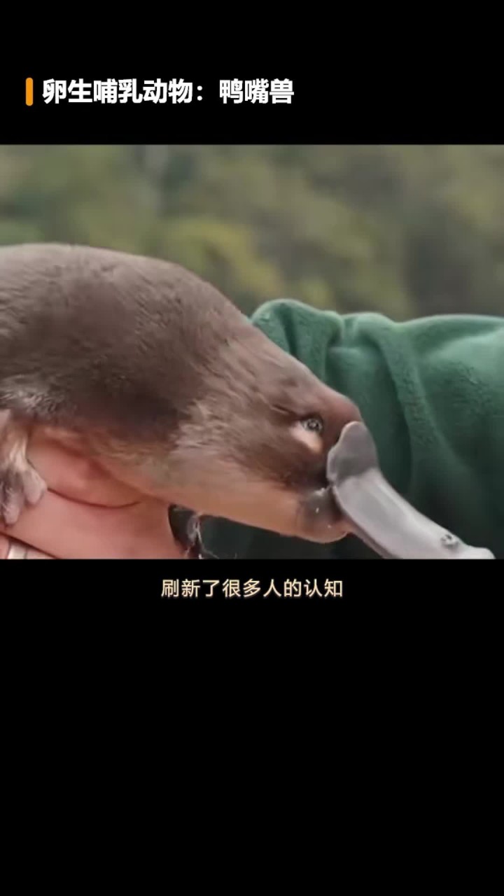 它居然是可达鸭的原型?