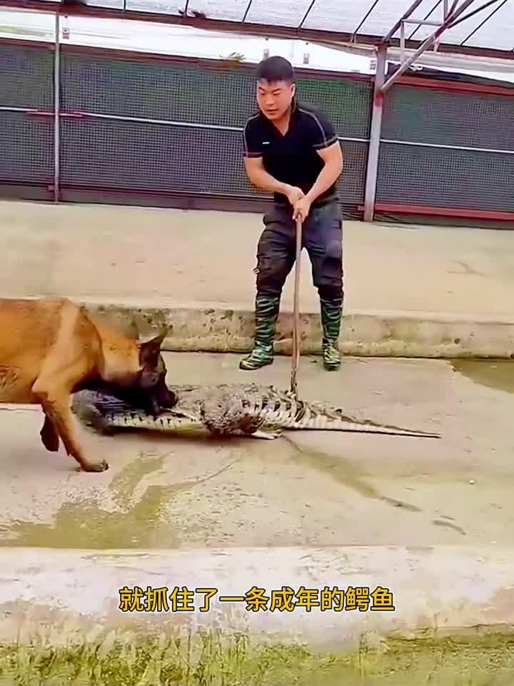 钳子抓鳄鱼,狗子居然也来帮忙