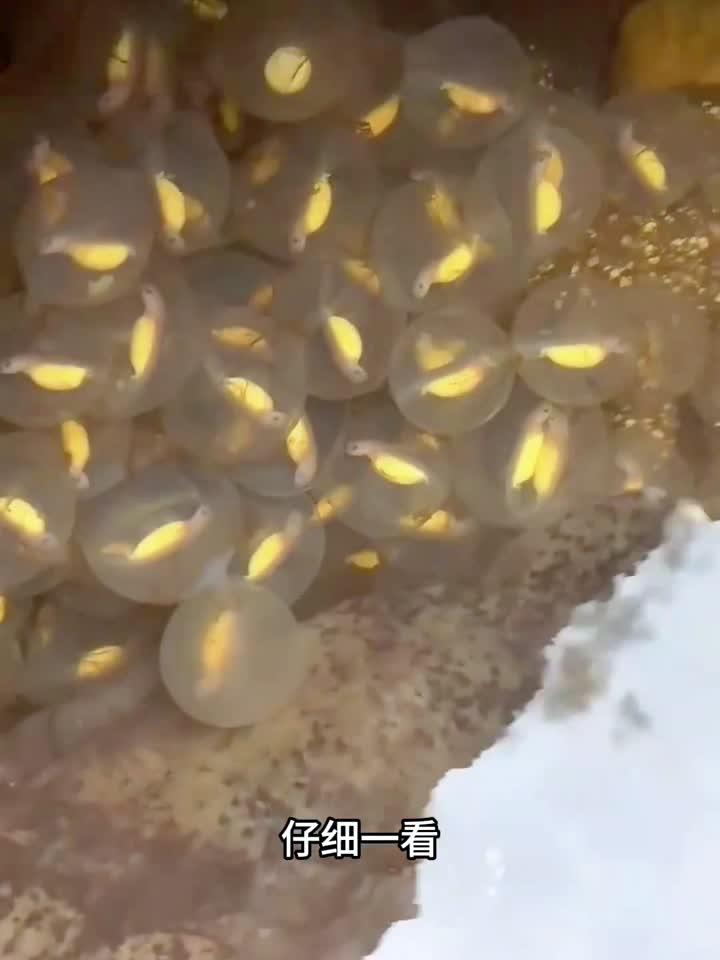 这是什么鱼卵啊,怎么这么大一颗