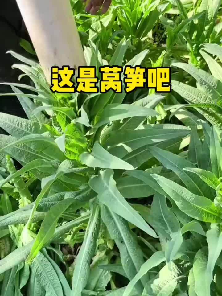油麦菜是叶子莴笋是根,不知道我说的对不对