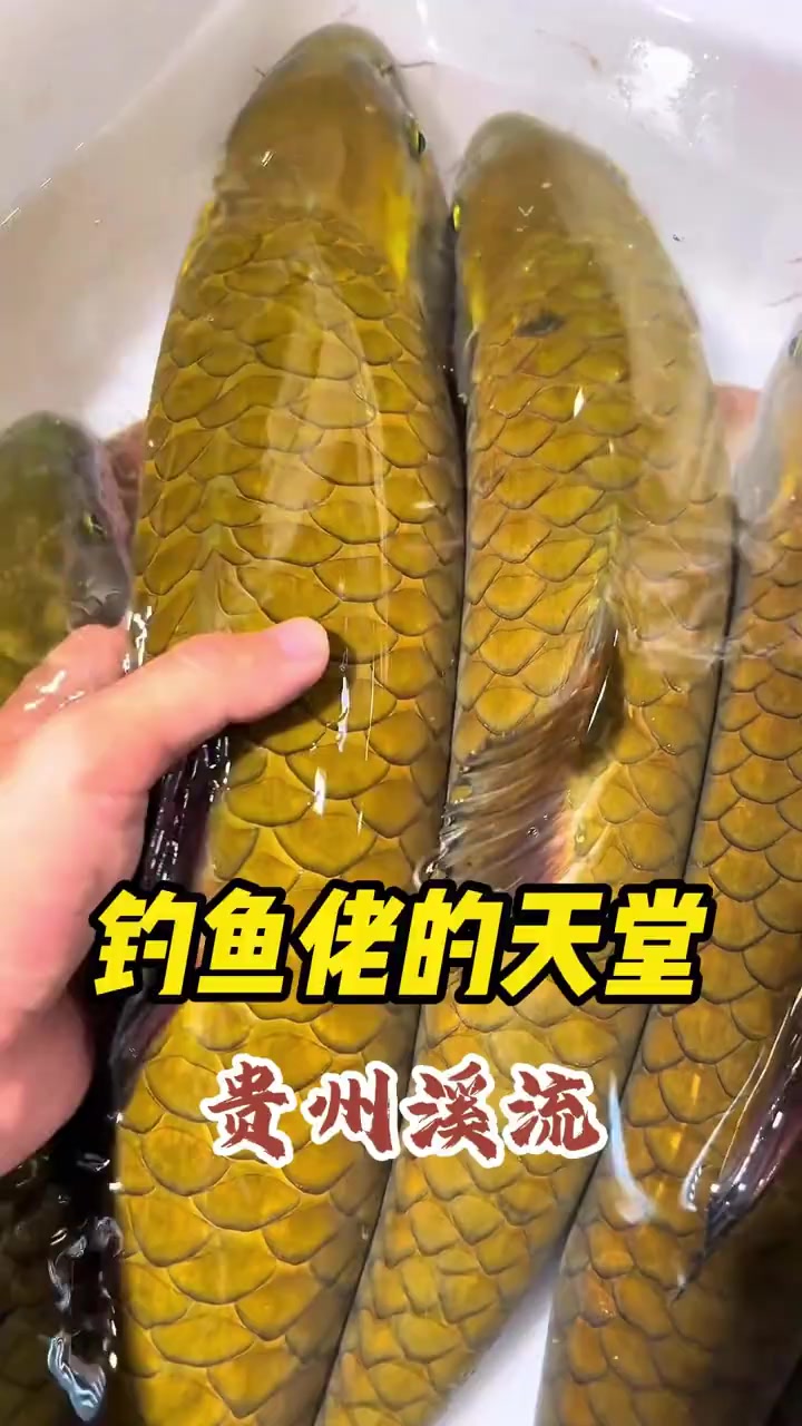 全国溪流千千万，最好的鱼还是要看贵州溪流鱼！