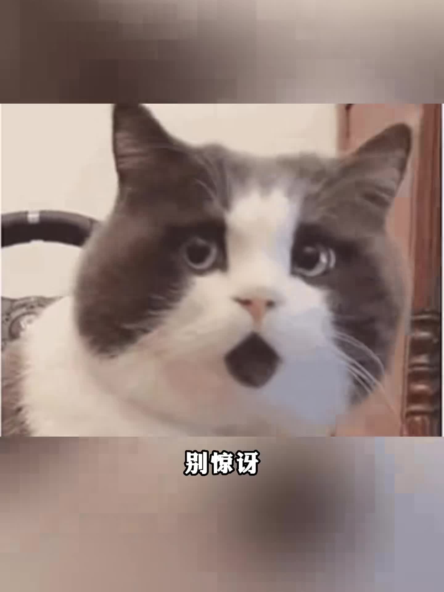 超级蔬菜羽衣甘蓝,在中国是绿化带还不能薅?