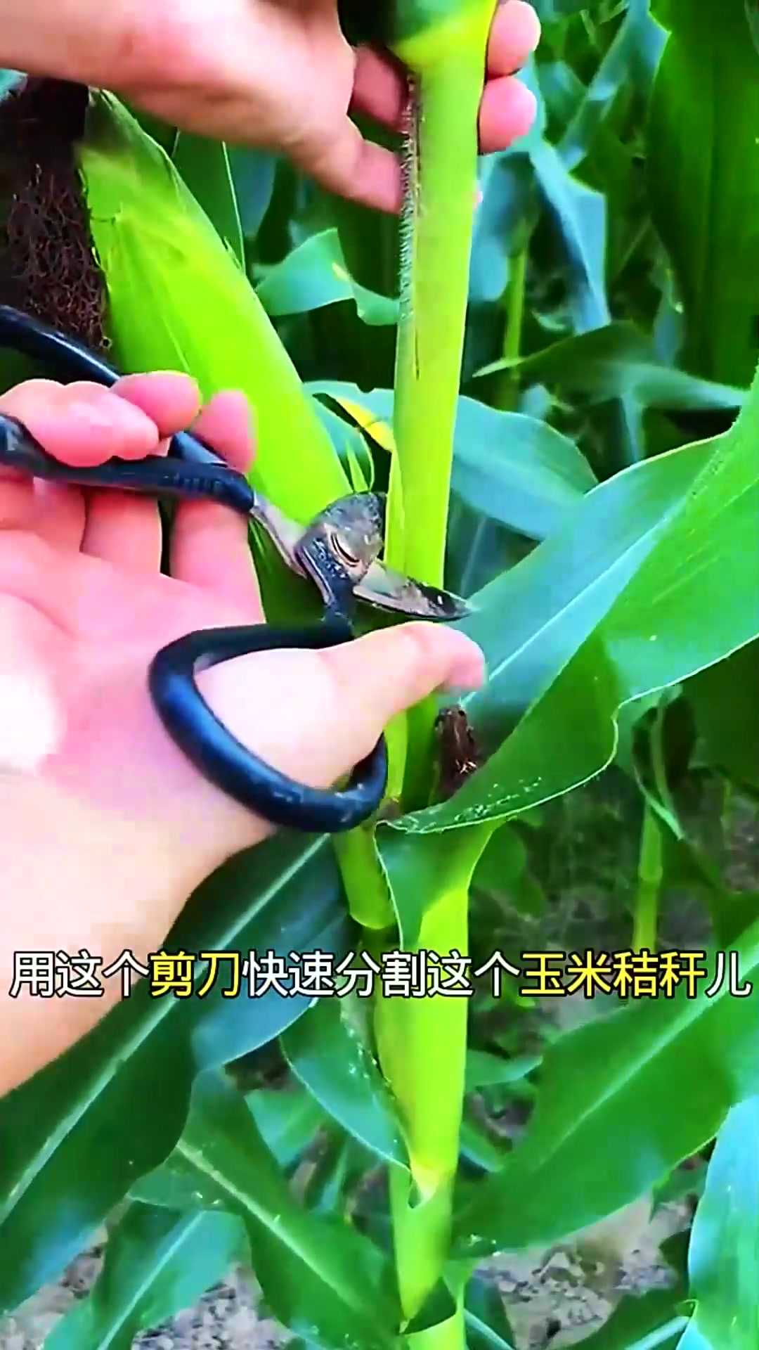  玉米的生长过程