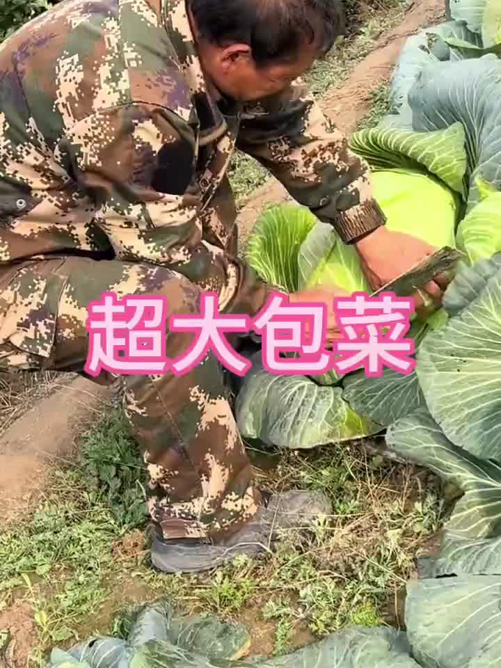 这包菜种的也太漂亮了