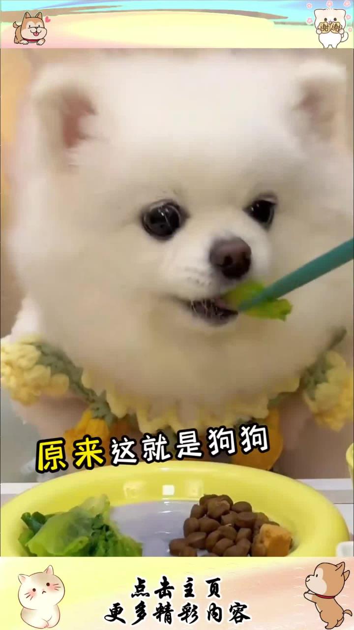 想要狗狗养的好活得久请看完视频