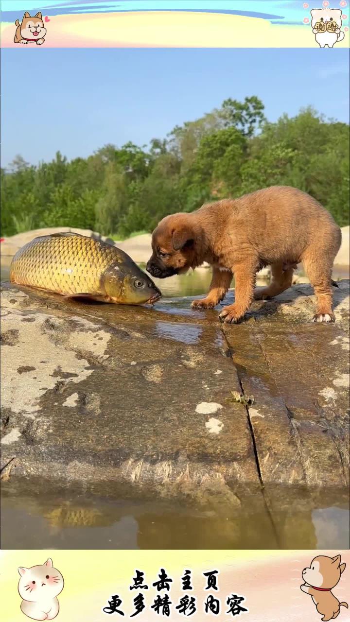 狗狗拥抱鱼
