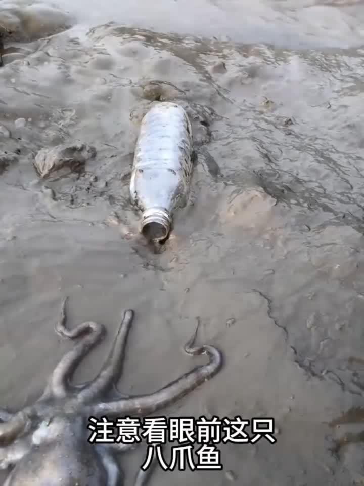 不得不说这只八爪鱼真是太厉害了