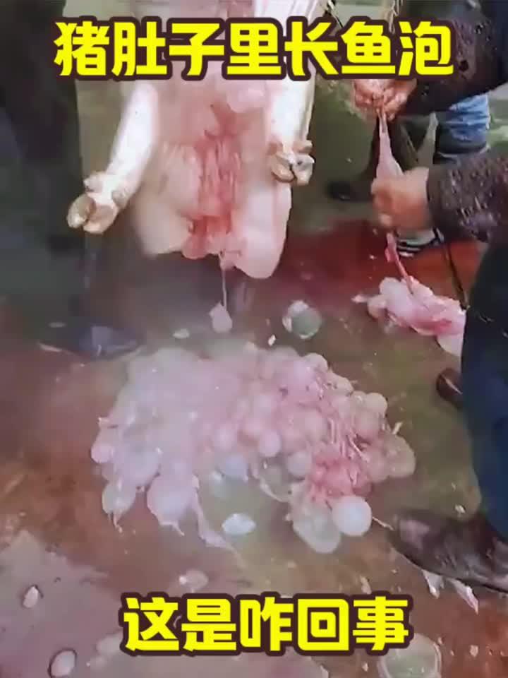 猪肚子里长鱼泡,这是咋回事