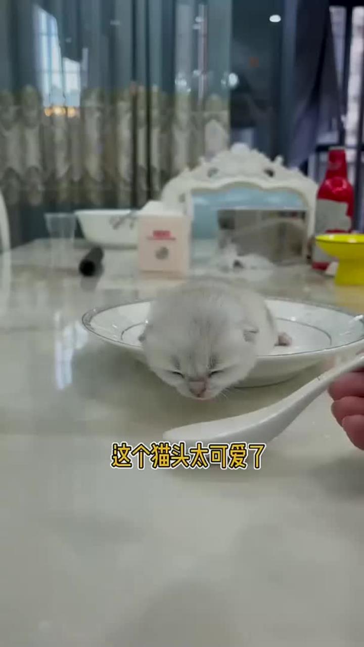 有人想要这样的猫咪蛋糕吗
