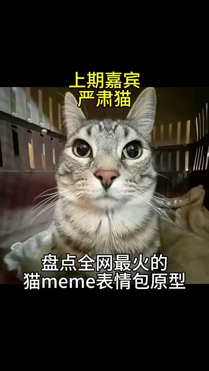 盘点全网最火猫meme表情包,出处都在哪?(12)