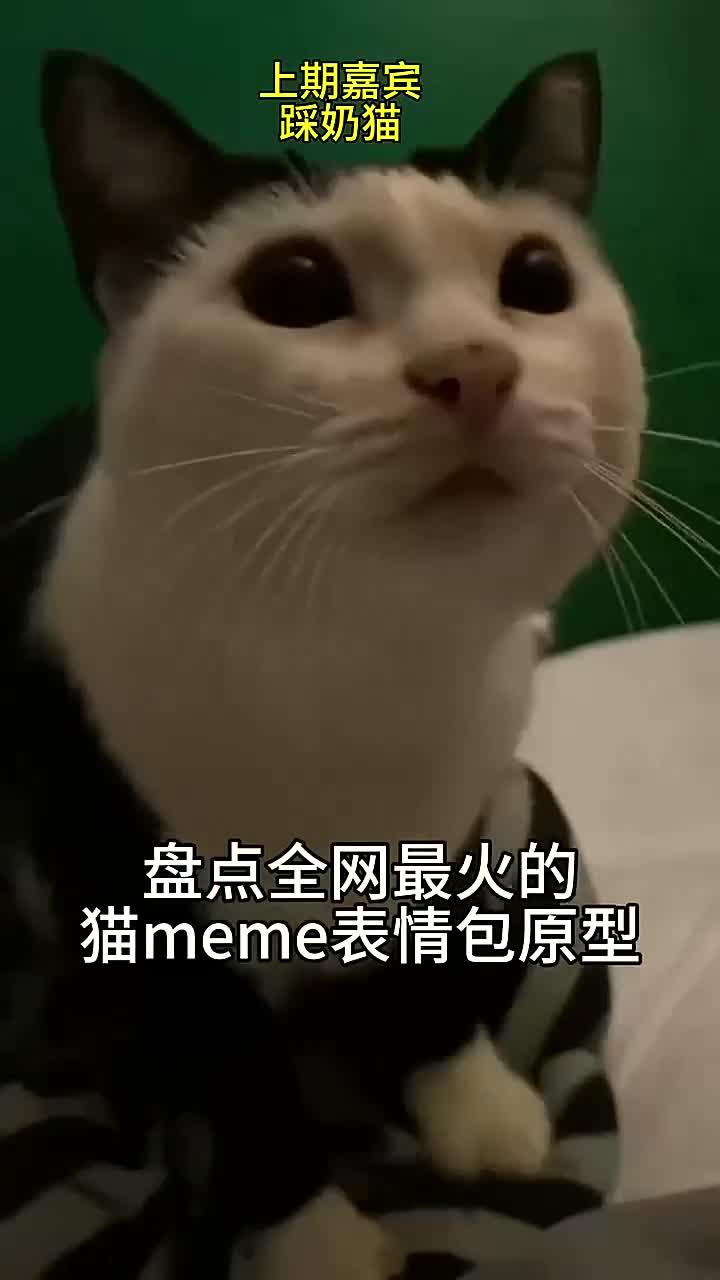 盘点全网最火猫meme表情包,出处都在哪?(31)