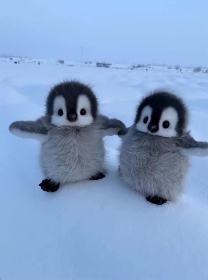这什么神仙地方竟然遇到两只小企鹅宝宝……也太太太太可爱了吧……