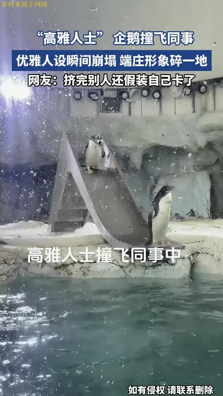 “高雅人士” 企鹅撞飞同事,优雅人设瞬间崩塌,端庄形象碎一地