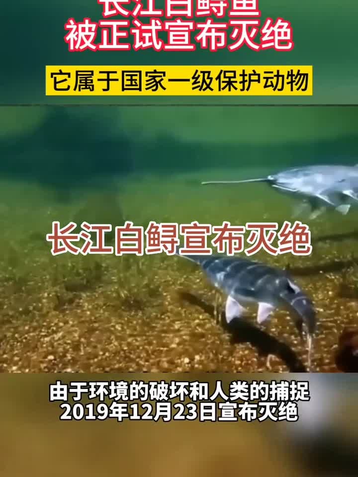 长江白鲟鱼宣布灭绝