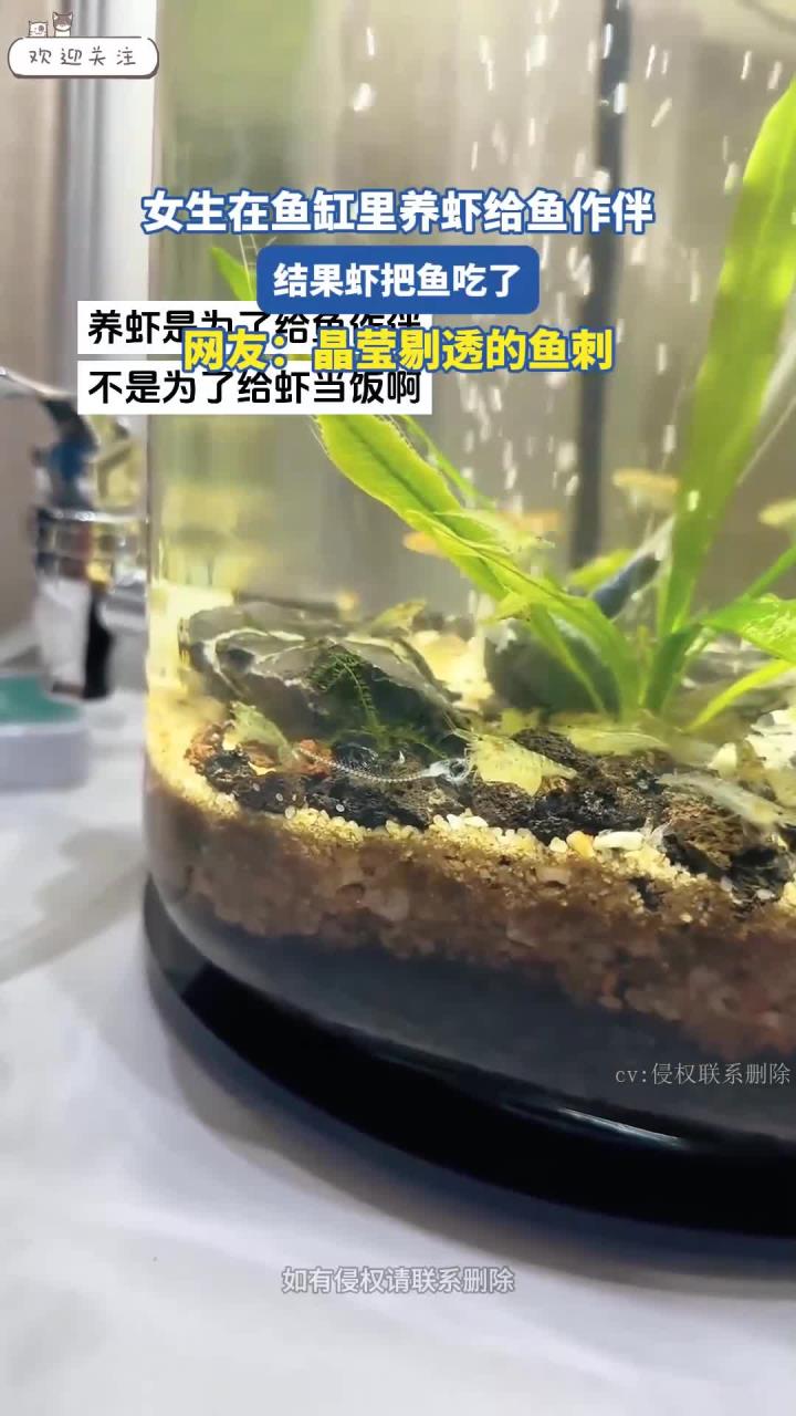 女生在鱼缸里养虾给鱼作伴,结果虾反而把鱼吃了