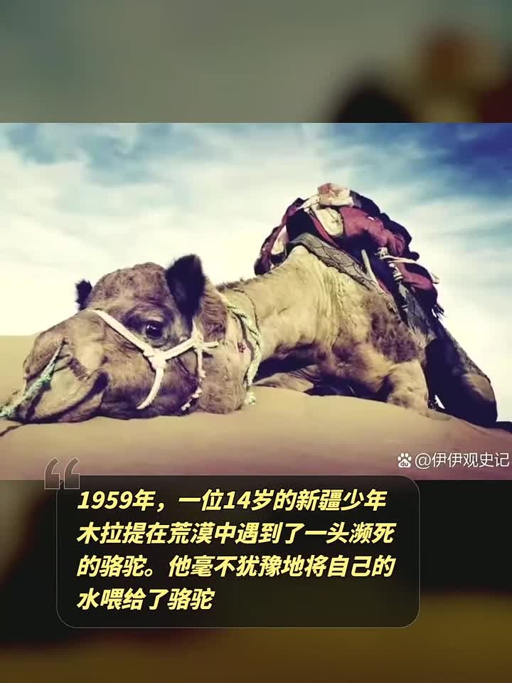 1959年,一位14岁的新疆少年木拉提在荒漠中遇到了一头濒死的骆驼