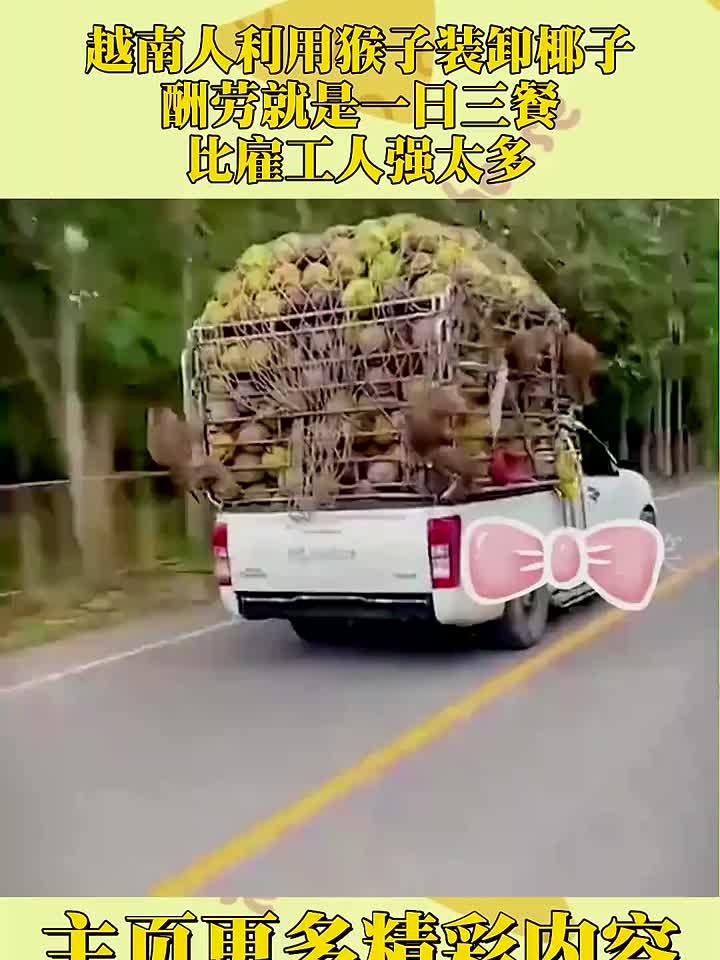 越南人利用猴子装卸椰子,酬劳就是一日三餐,比雇工人强太多