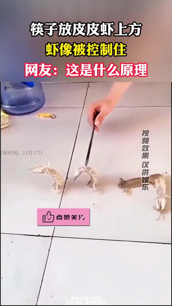 筷子放在皮皮虾上方，皮皮虾像被控制住一样，网友：这是什么原理