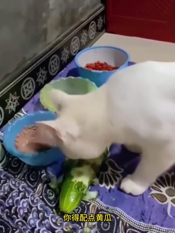没想到猫咪也喜欢吃青菜,还真是少见呢