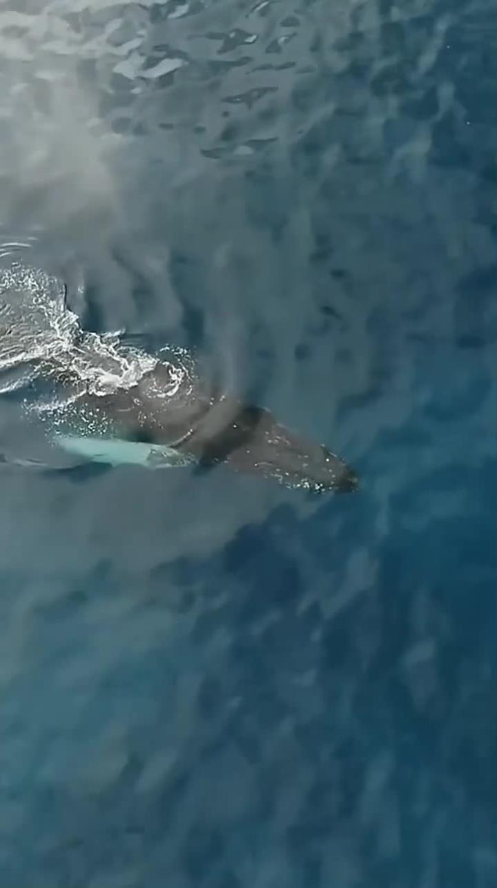海洋座头鲸跃出水面壮观瞬间