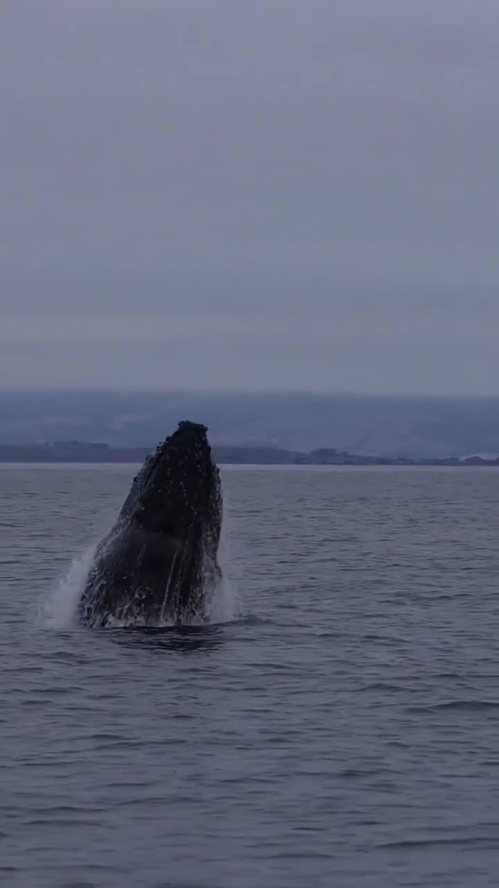 座头鲸跃出水面的壮观瞬间