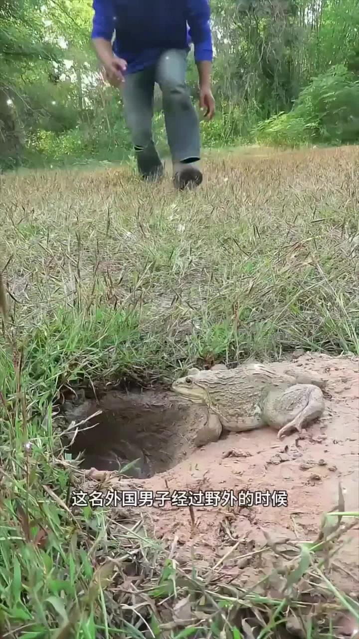 用橘子抓田鸡
