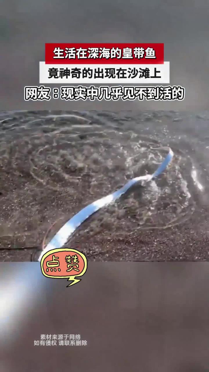 生活在深海的皇带鱼,竟神奇的出现在沙滩上