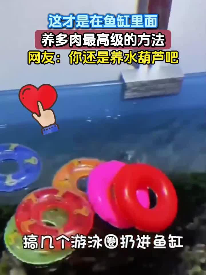 这才是在鱼缸里面,养多肉最高级的方法,网友:你还是养水葫芦吧