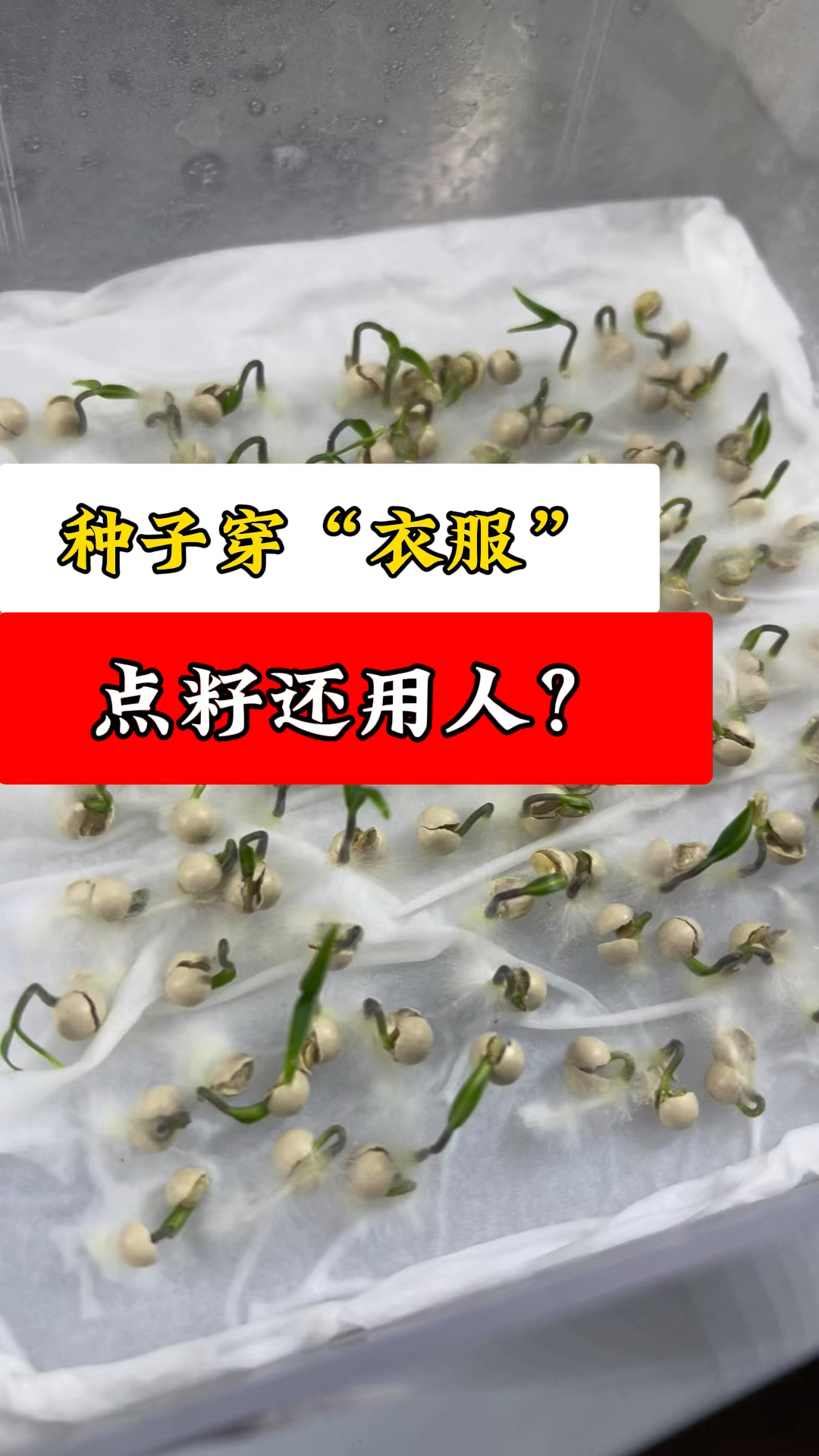 种子丸粒化助力蔬菜精播!