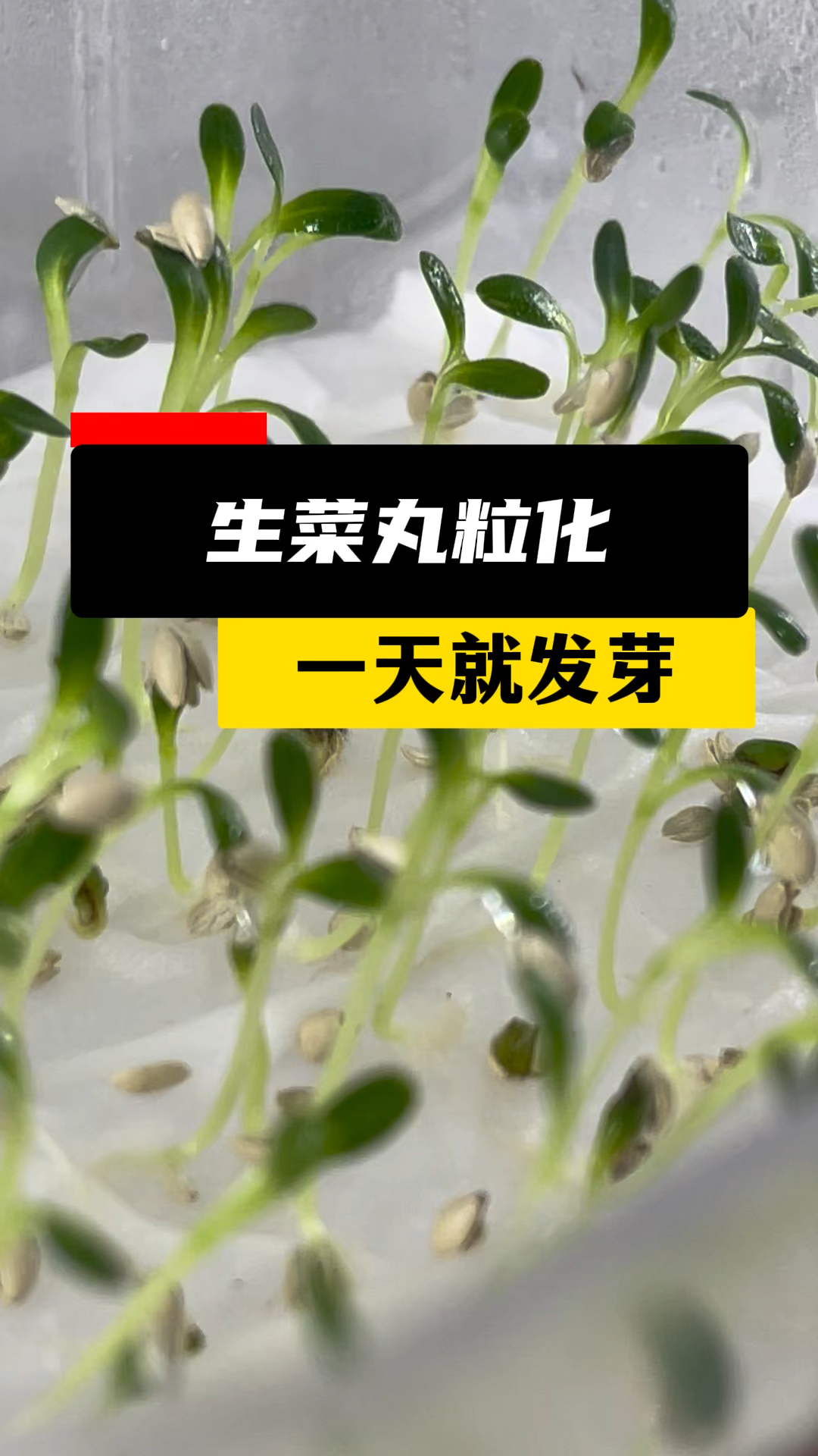 生菜丸粒化,一天就发芽!种子丸粒化助力蔬菜机械化发展!
