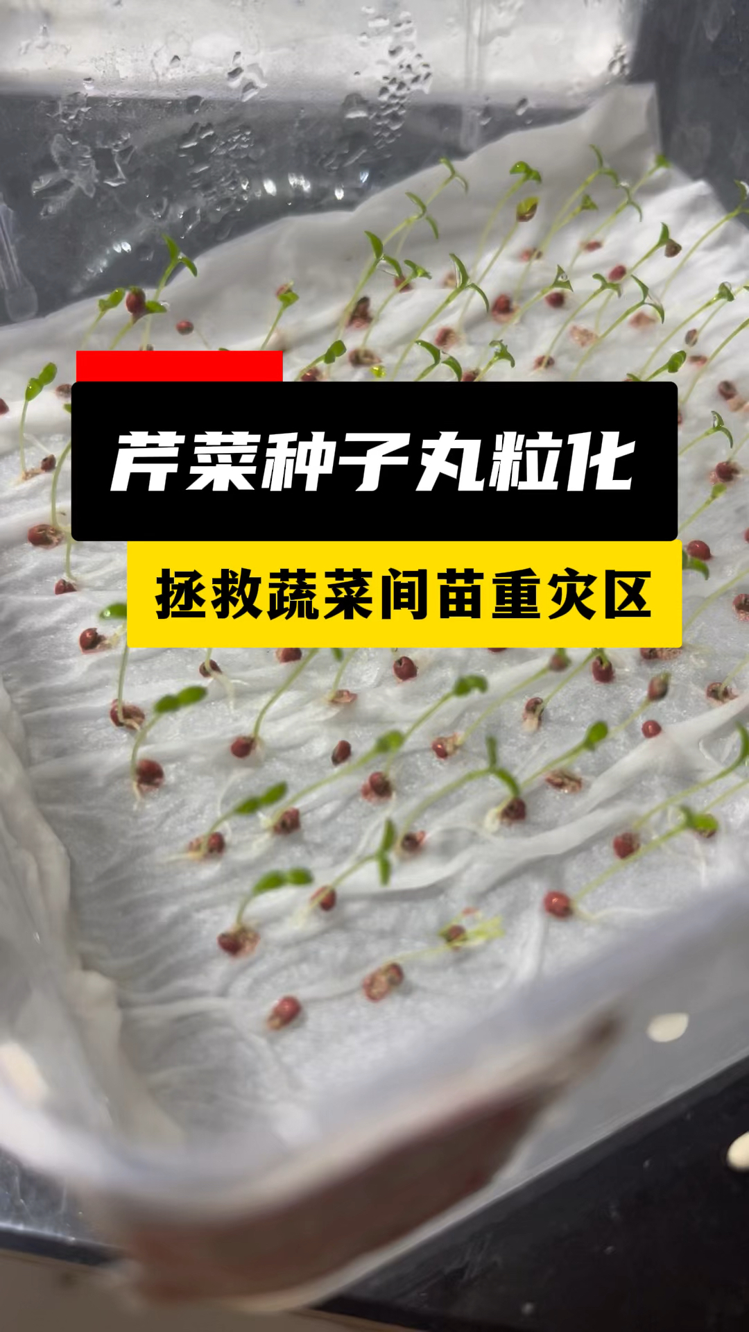 蔬菜种子丸粒化,可以物理增大种子粒径,为机械化精播铺路!