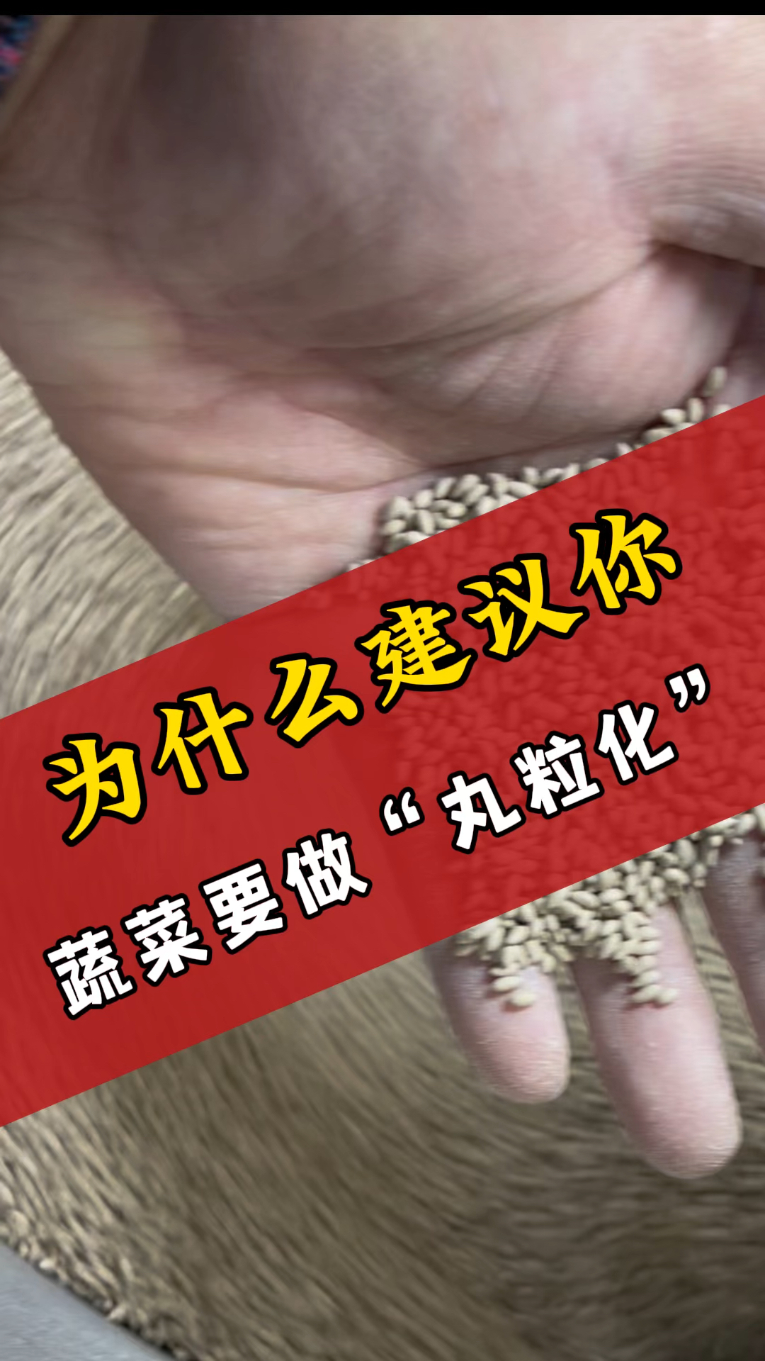 为什么建议你蔬菜种子丸粒化?一个视频告诉你!