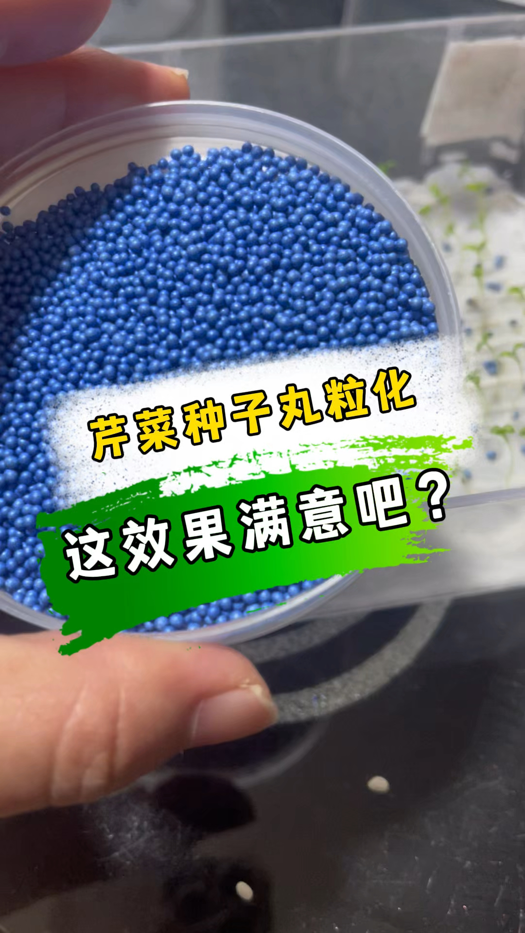 什么?你告诉我芹菜种子丸粒化用种量少一半这是真的吗?