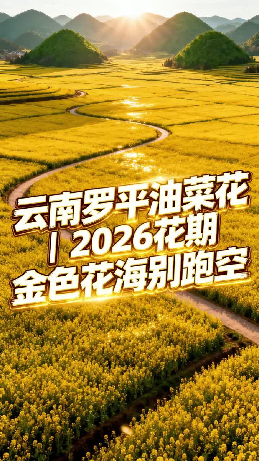 云南罗平油菜花，2026金毯铺满滇东，峰林花海壮阔令人赞叹不已