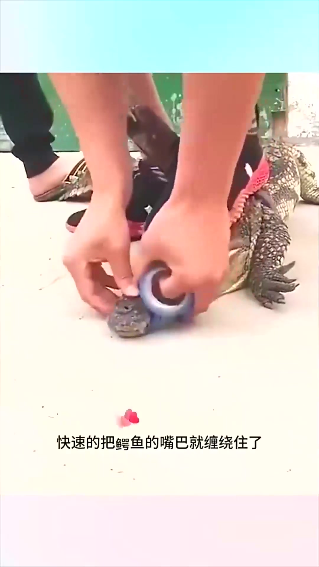  绑扎大鳄鱼的嘴巴