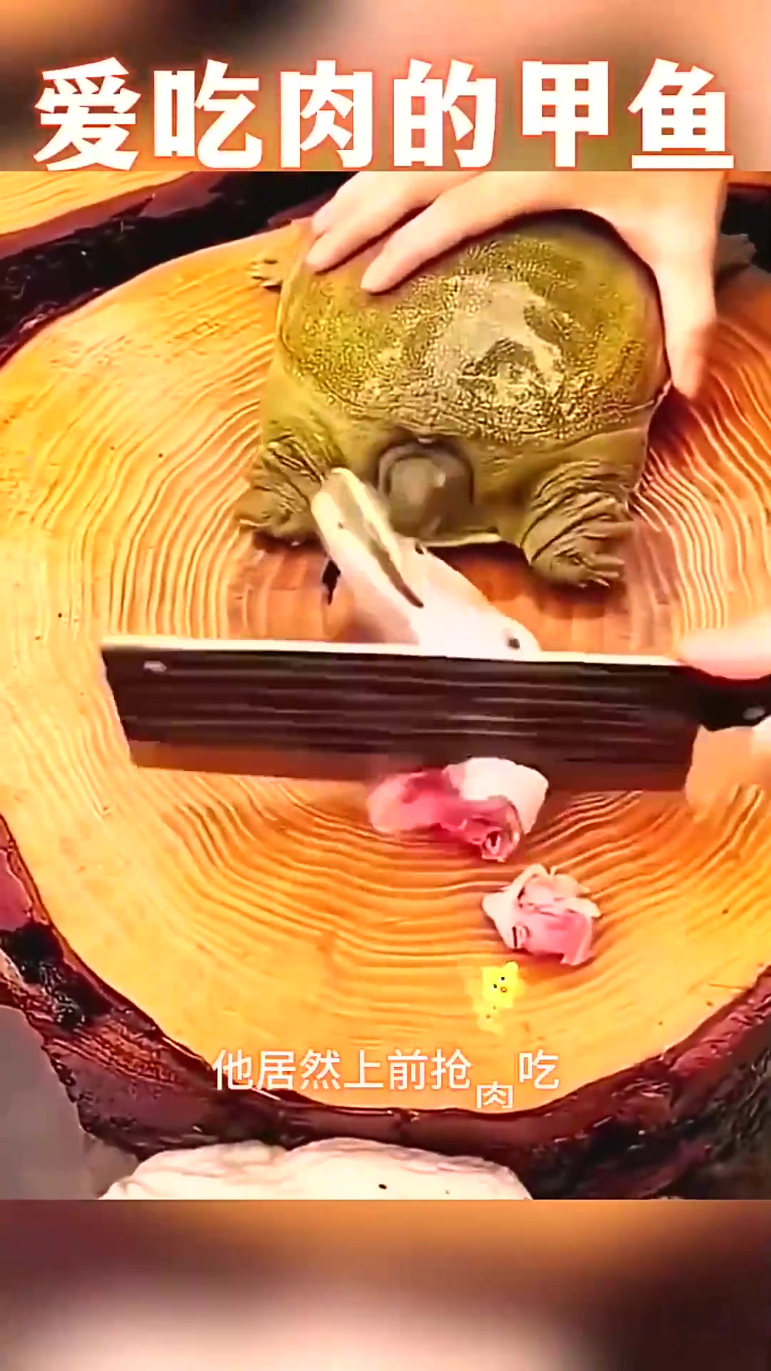  爱吃肉的甲鱼，贪吃付出代价