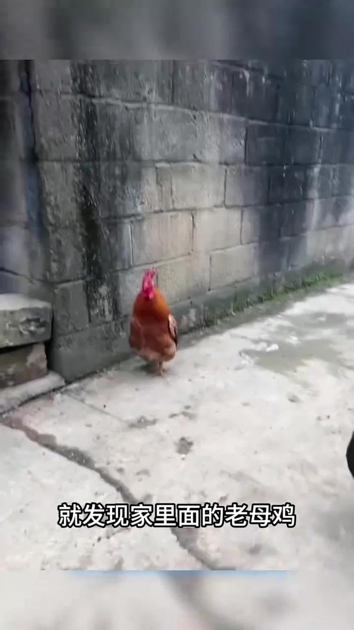 挺胸行走的鸡你见过吗
