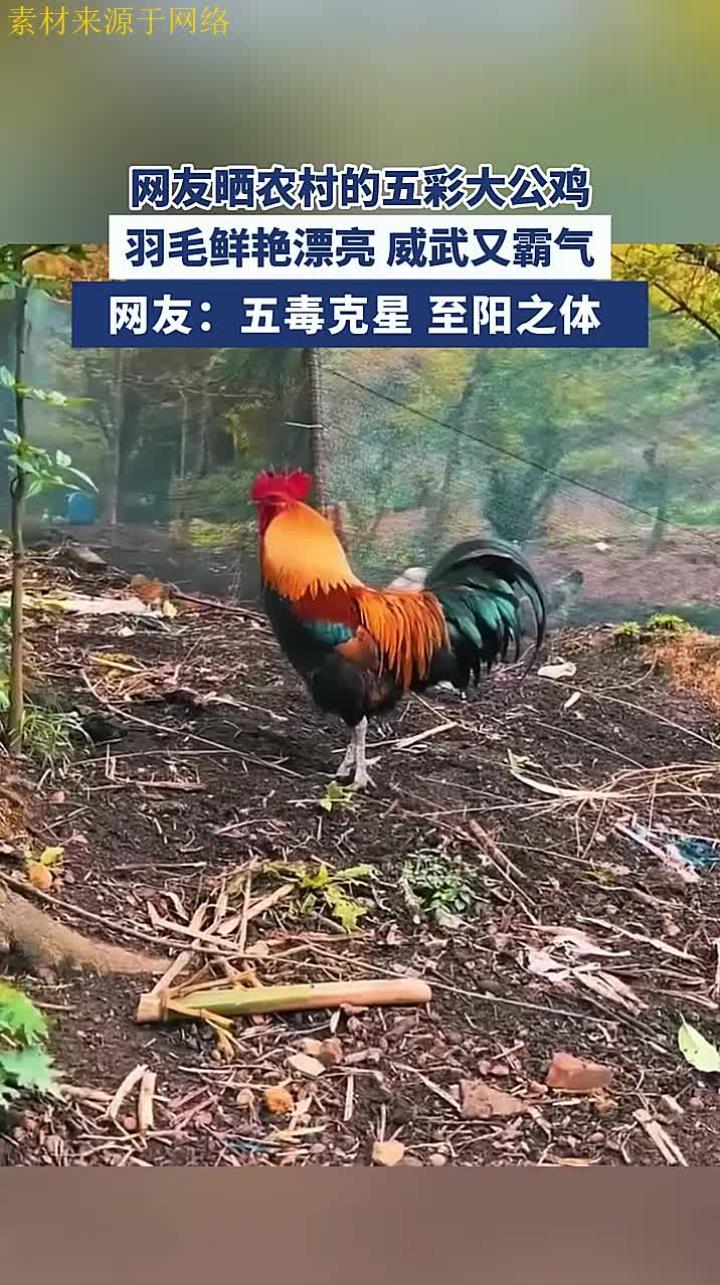 网友晒农村的五彩大公鸡,羽毛鲜艳漂亮 威武又霸气!来源:萌宝砥砺前行 编辑:孙梦