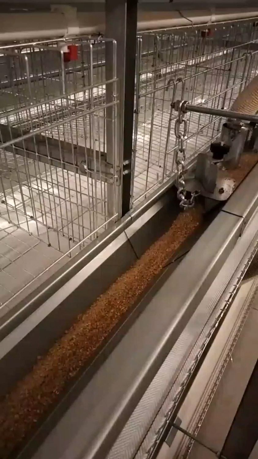 自动化养鸡笼养设备一站式服务,层叠式鸡笼,皮带清粪机,层叠式清粪机,航车式喂料机