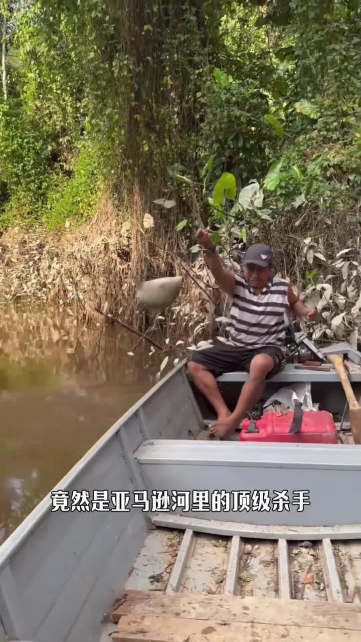亚马逊河顶级杀手,食人鱼有多恐怖?牙齿连易拉罐都能咬穿 (1)